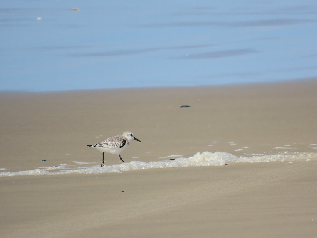 Песчанка - ML647018856