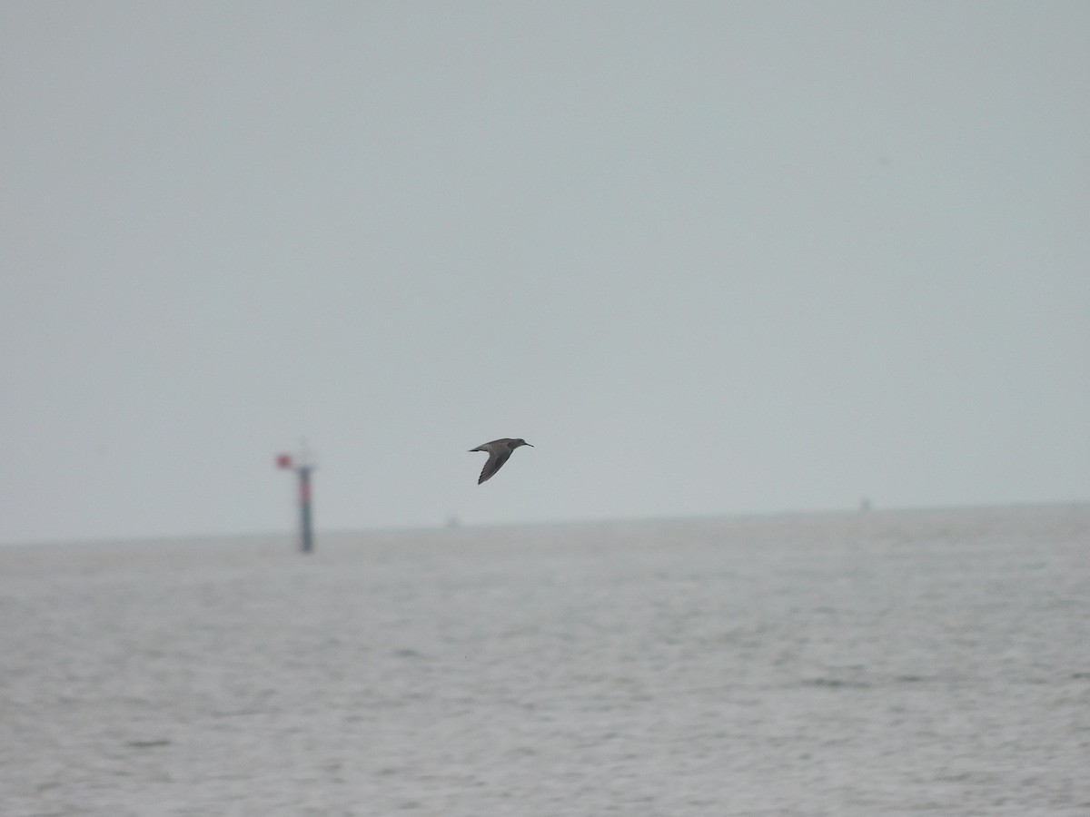 Gri Sırtlı Düdükçün - ML647018858