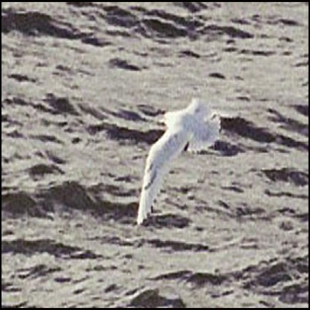 Ivory Gull - ML647018859