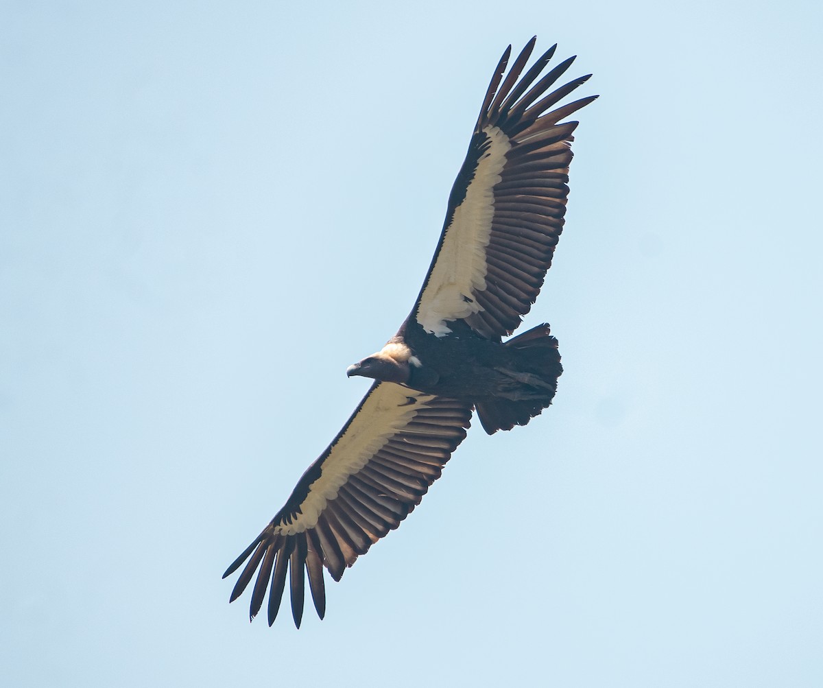 White-rumped Vulture - ML647018862