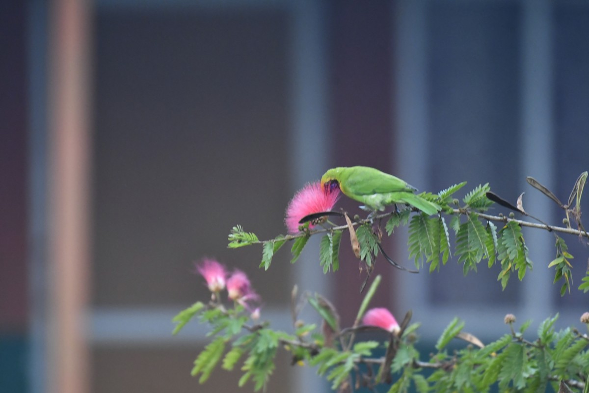 Золотолобая листовка - ML647018870