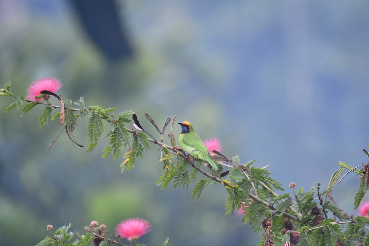 Золотолобая листовка - ML647018872