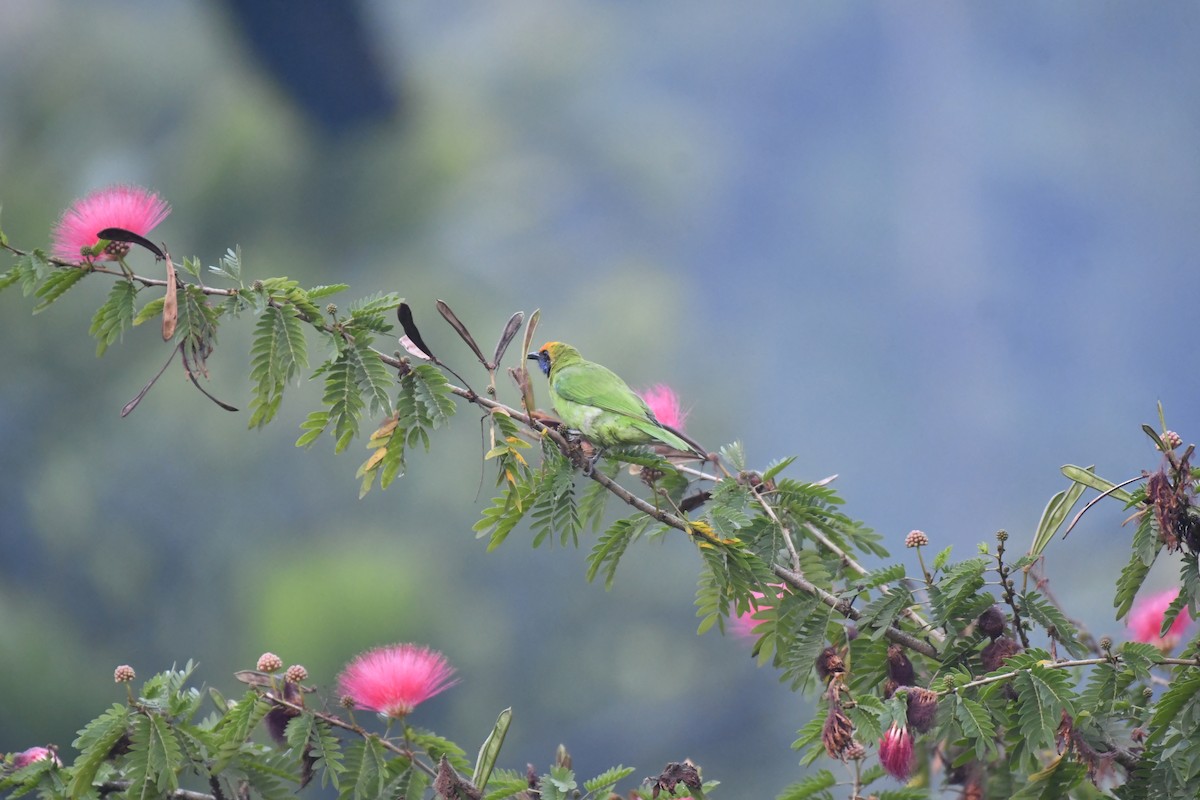 Золотолобая листовка - ML647018873