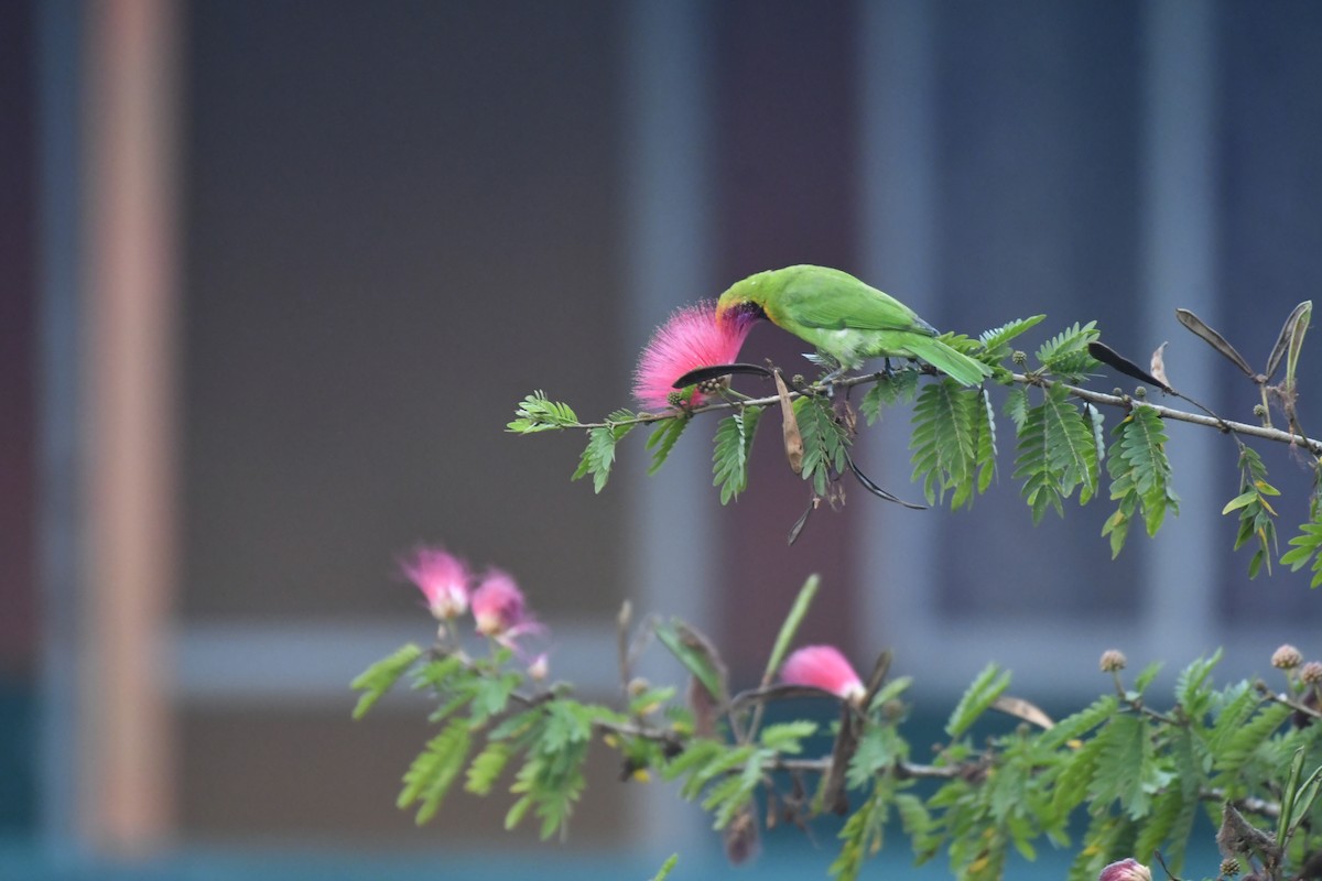 Золотолобая листовка - ML647018874