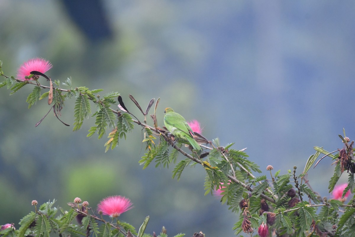 Золотолобая листовка - ML647018875