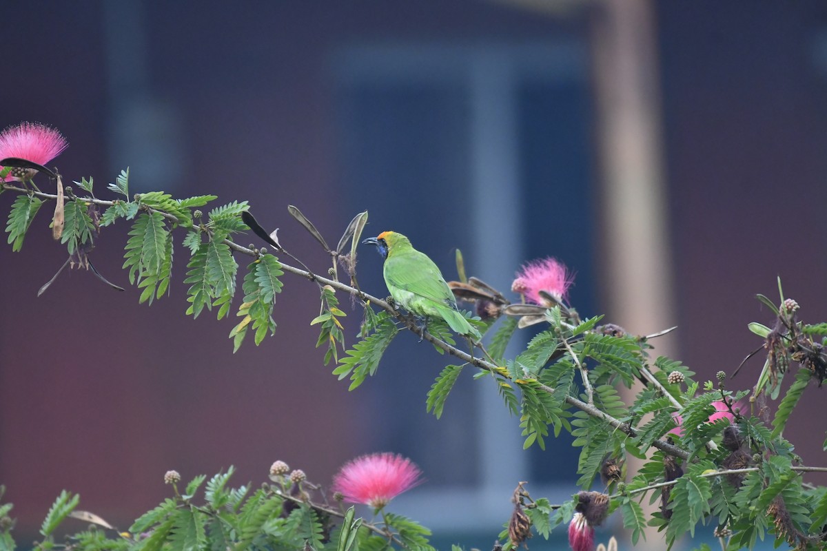 Золотолобая листовка - ML647018876