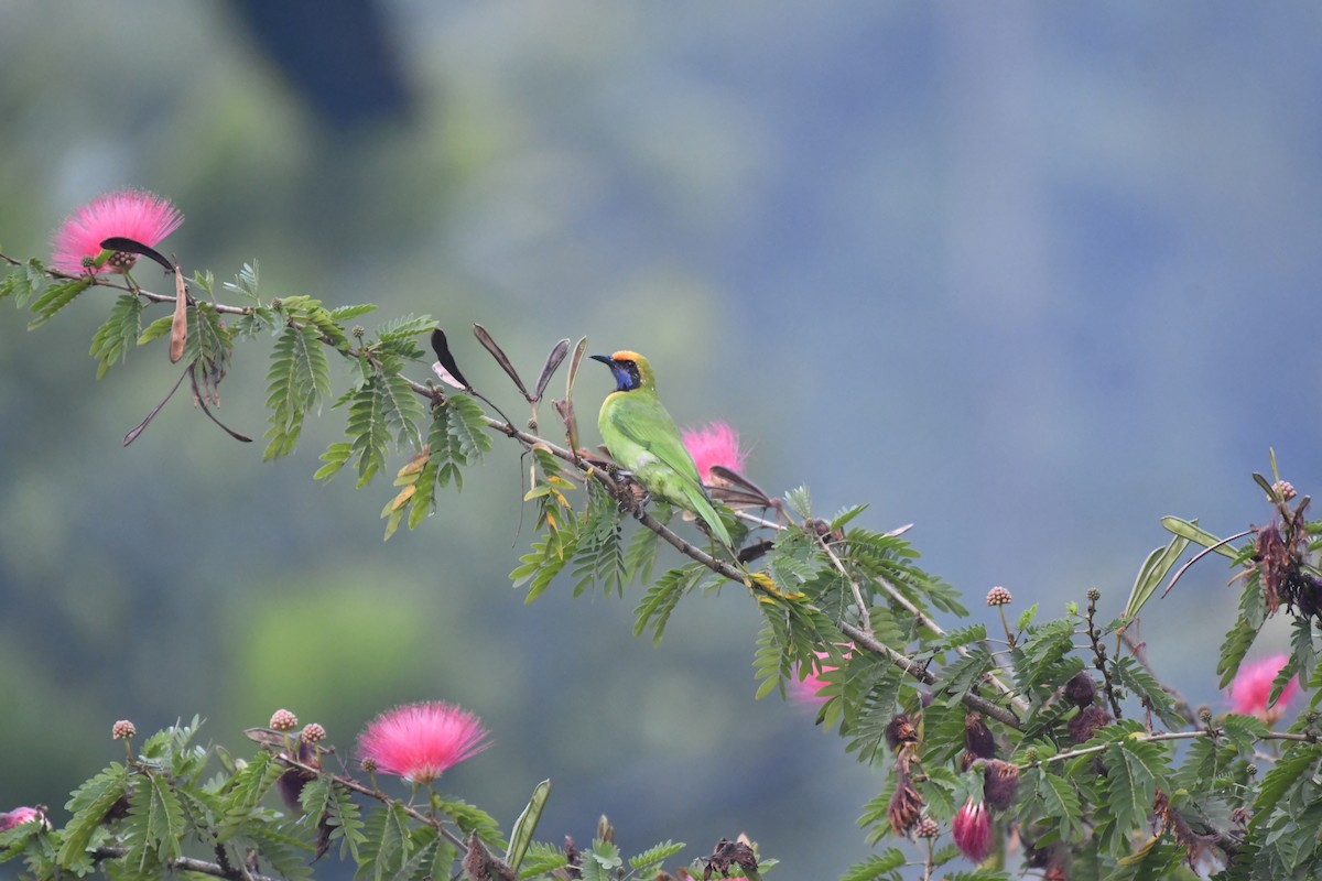 Золотолобая листовка - ML647018877