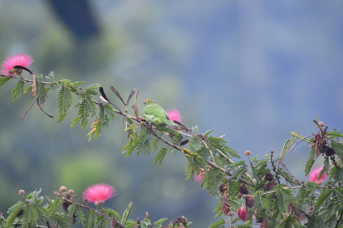 Золотолобая листовка - ML647018879