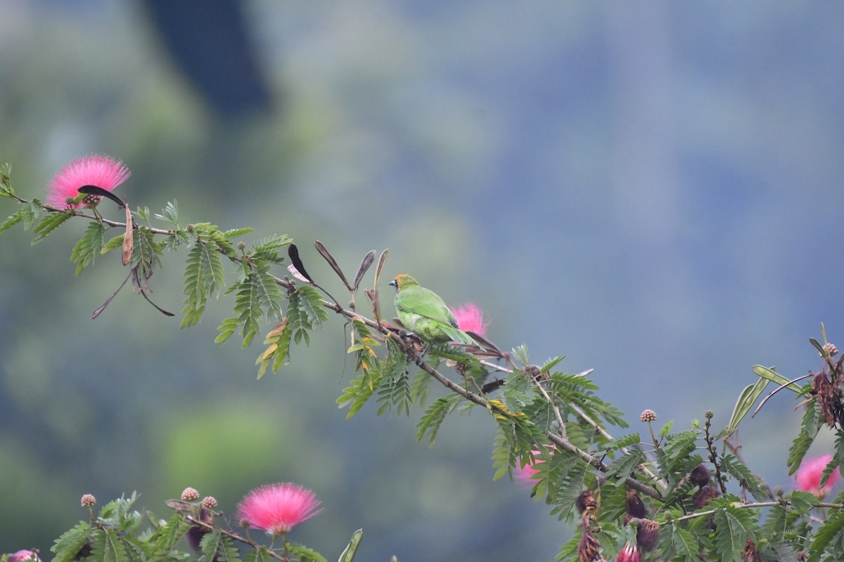 Золотолобая листовка - ML647018880