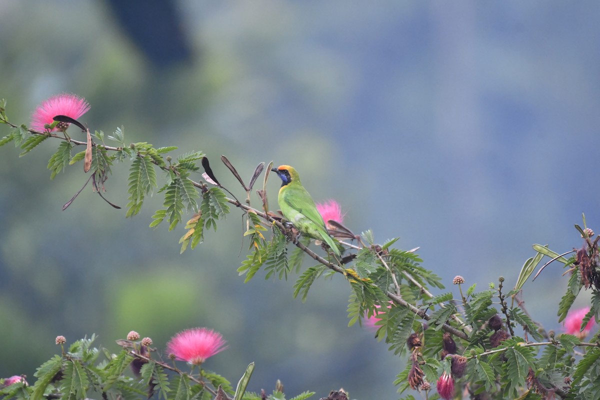 Золотолобая листовка - ML647018881