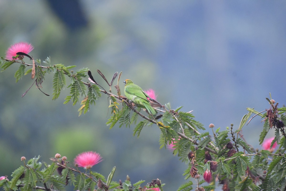 Золотолобая листовка - ML647018882