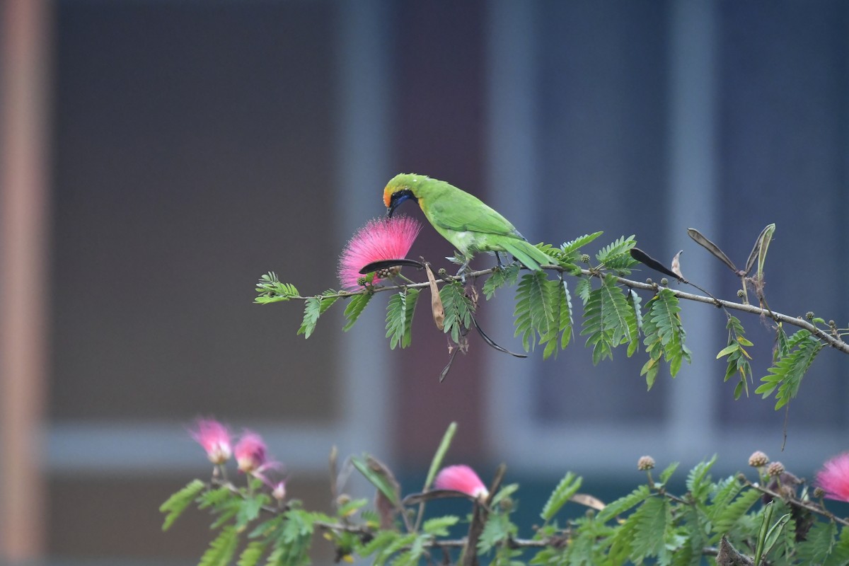 Золотолобая листовка - ML647018883