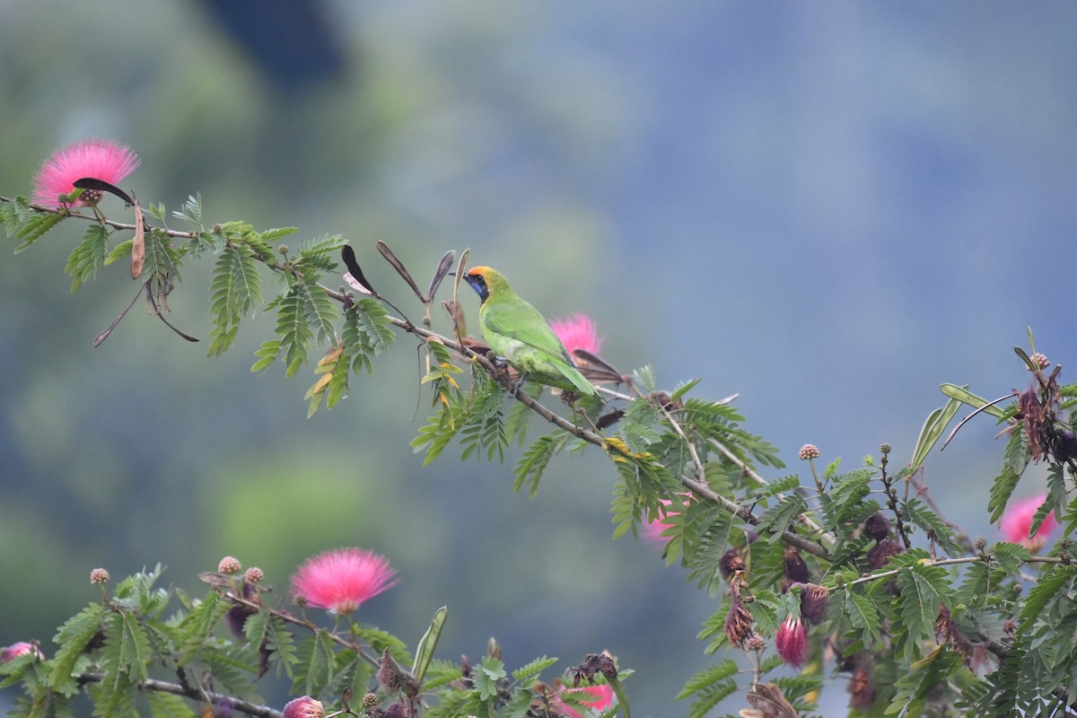 Золотолобая листовка - ML647018884