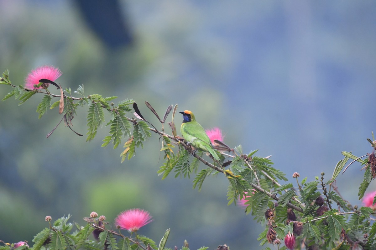 Золотолобая листовка - ML647018885