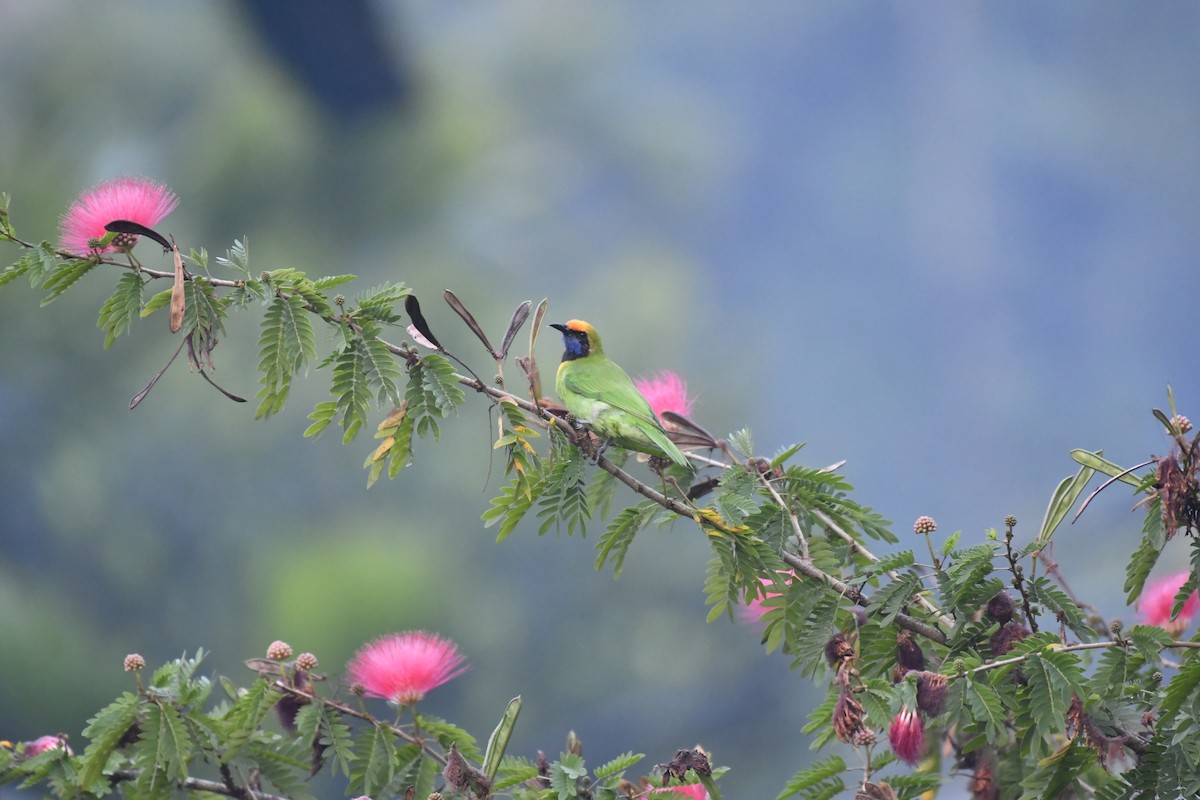 Золотолобая листовка - ML647018887