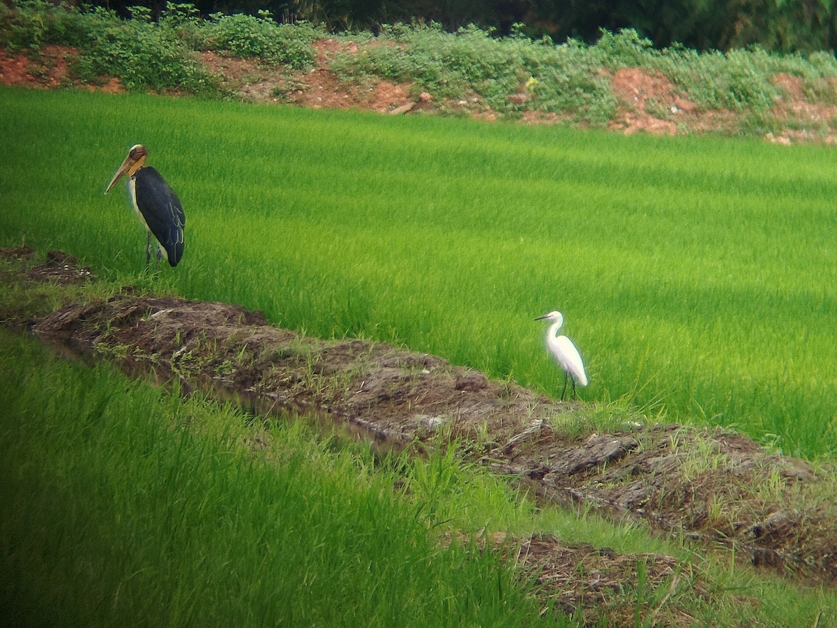 silkehegre - ML647018910