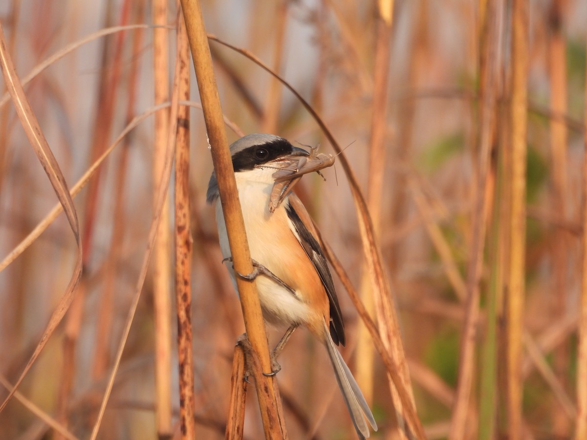 Long-tailed Shrike - ML647018912
