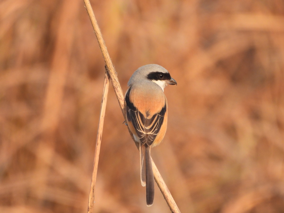 Long-tailed Shrike - ML647018913