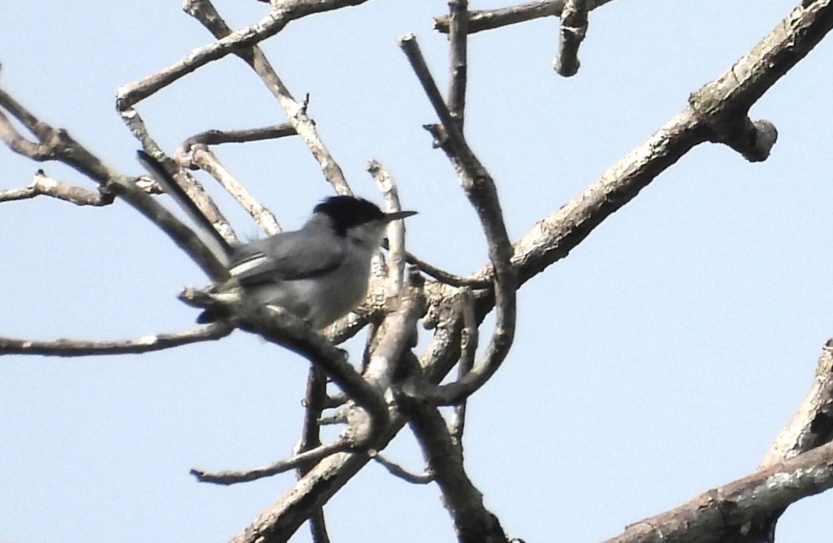 Tropical Gnatcatcher - ML647018921