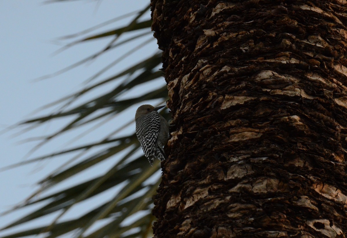 Carpintero de Gila - ML647018922