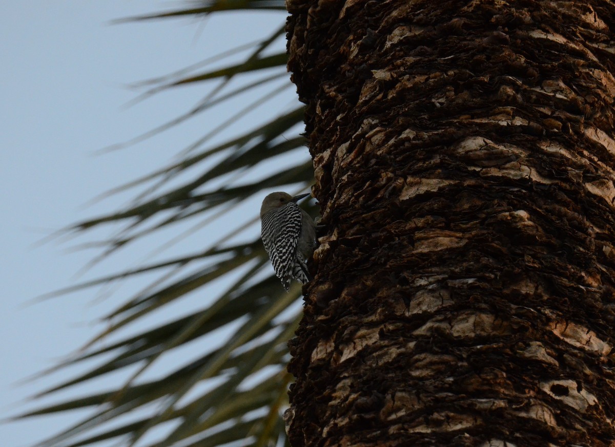 Carpintero de Gila - ML647018923