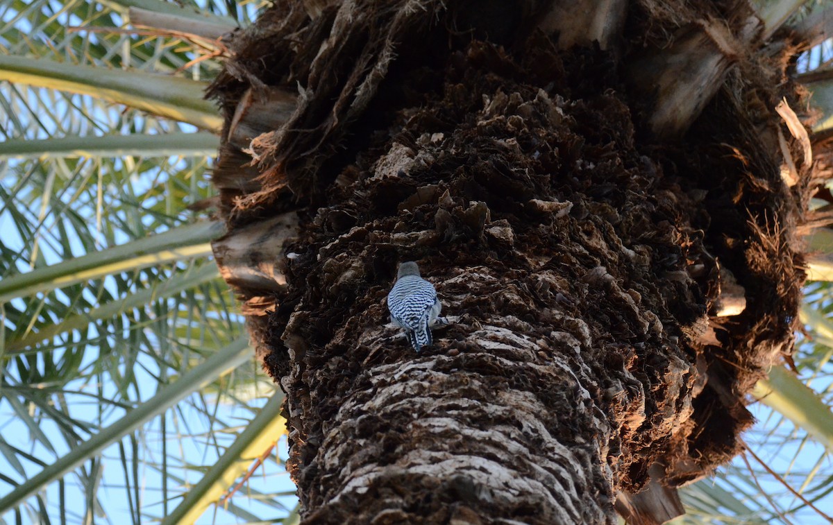 Carpintero de Gila - ML647018924