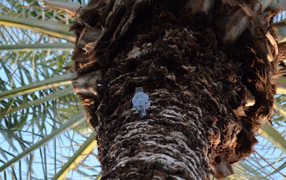 Carpintero de Gila - ML647018925