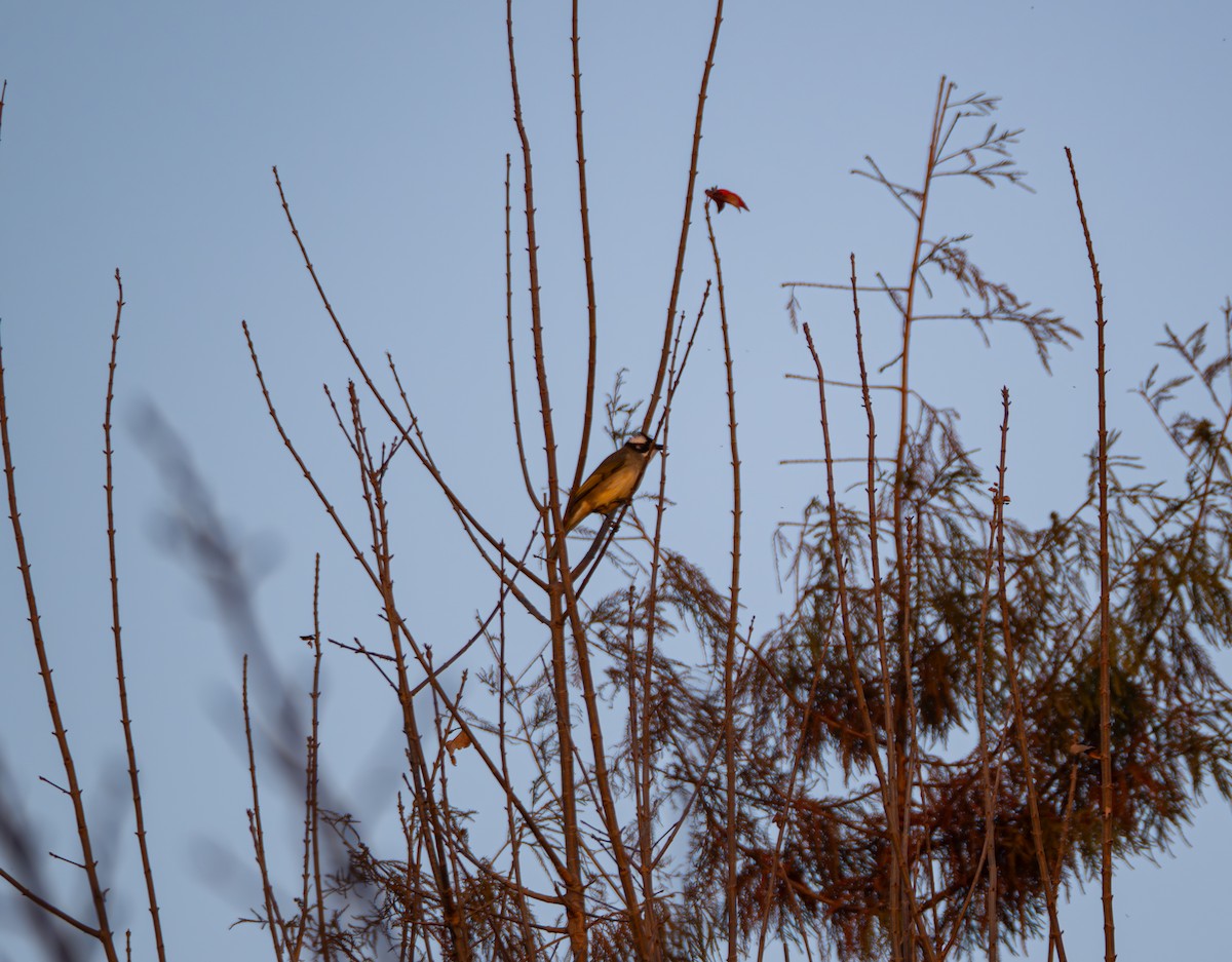 Нангиад бөлбөл - ML647018926