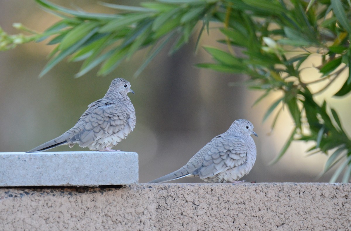 holoubek mexický - ML647018931