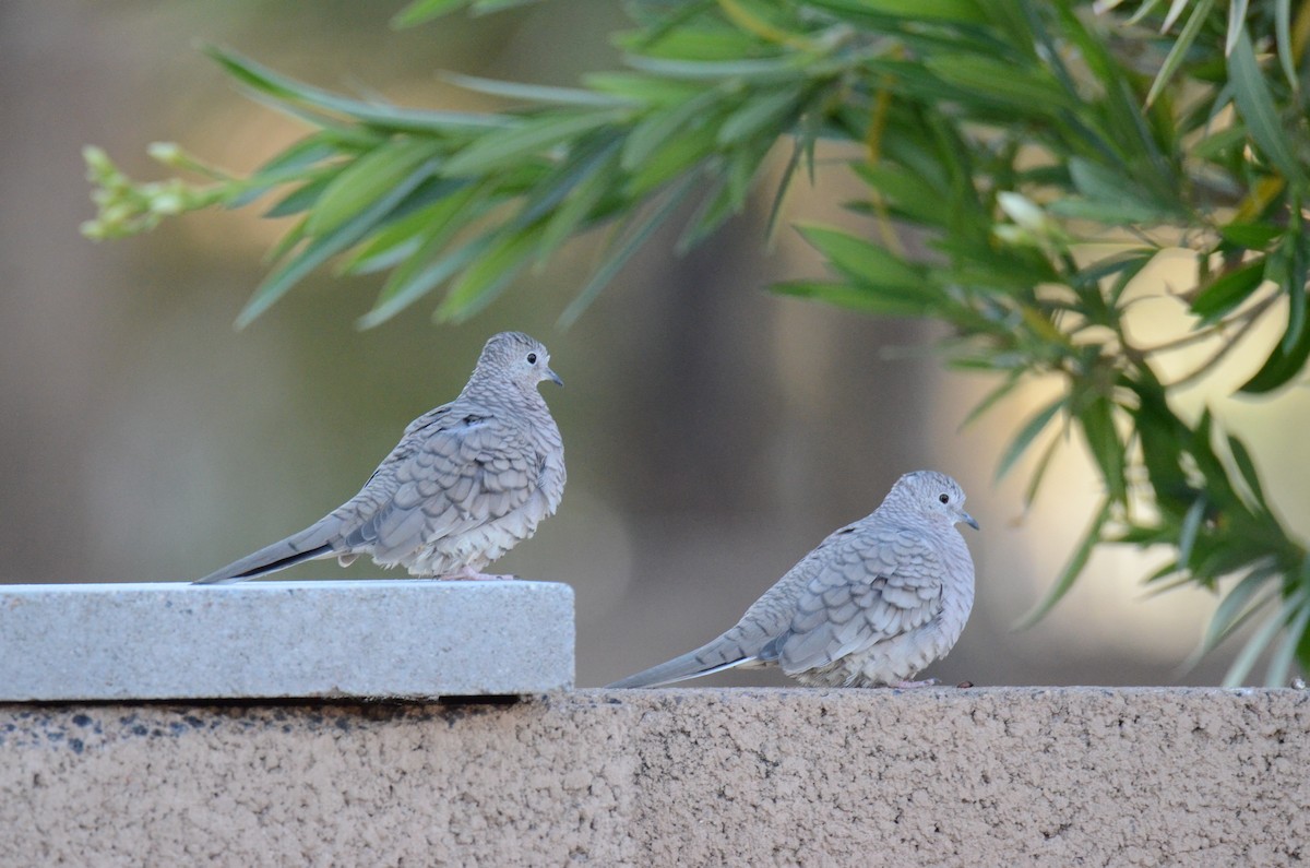 holoubek mexický - ML647018932