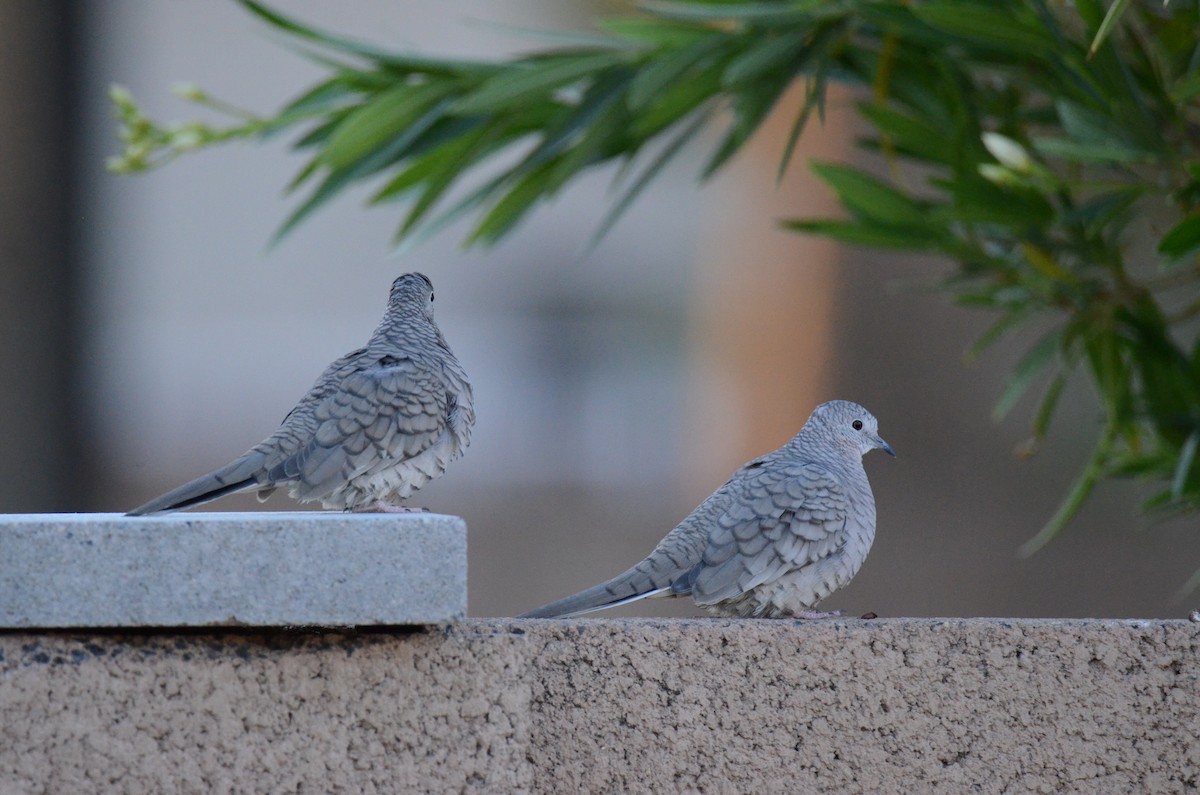 holoubek mexický - ML647018934