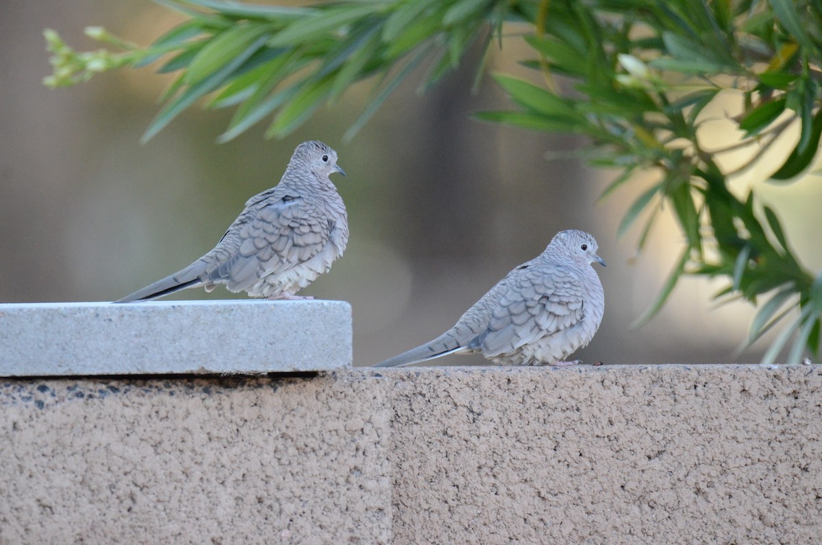 holoubek mexický - ML647018938