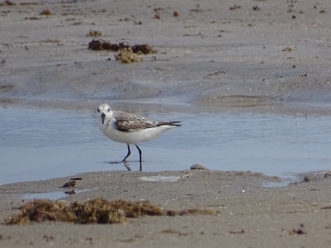 Песчанка - ML647018940