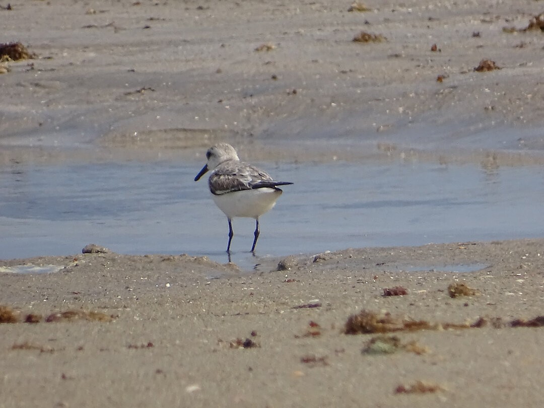 Песчанка - ML647018941