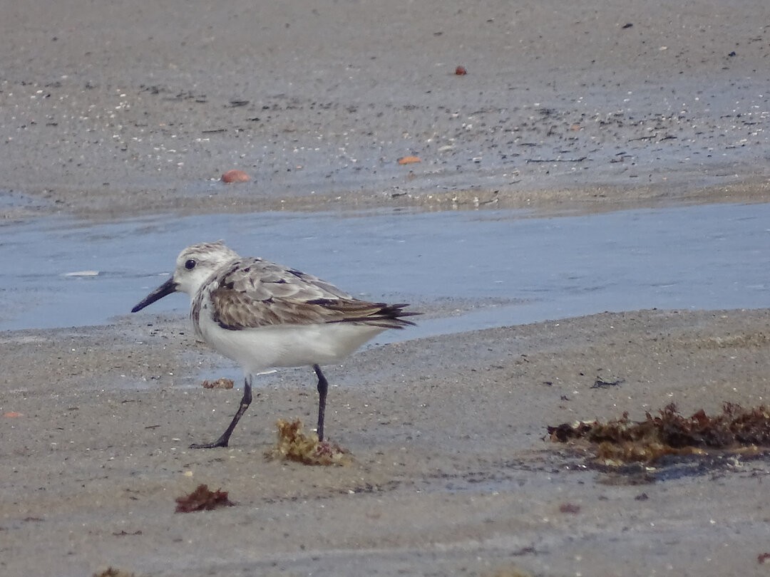 Песчанка - ML647018942