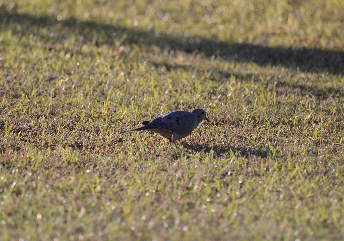 hrdlička karolínská - ML647018947