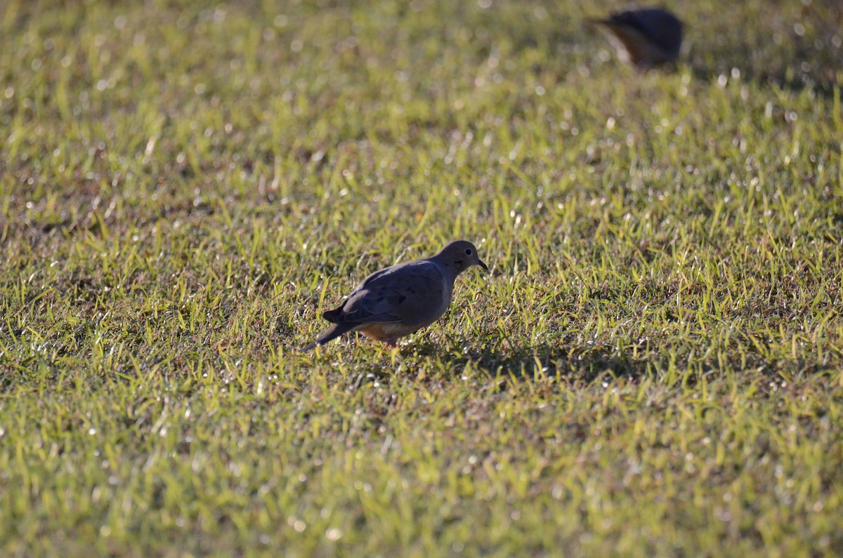 hrdlička karolínská - ML647018948