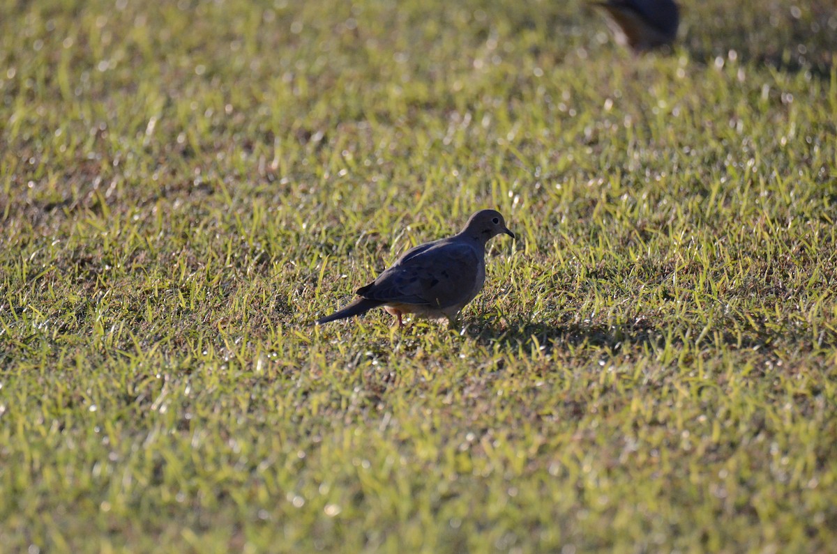 hrdlička karolínská - ML647018949