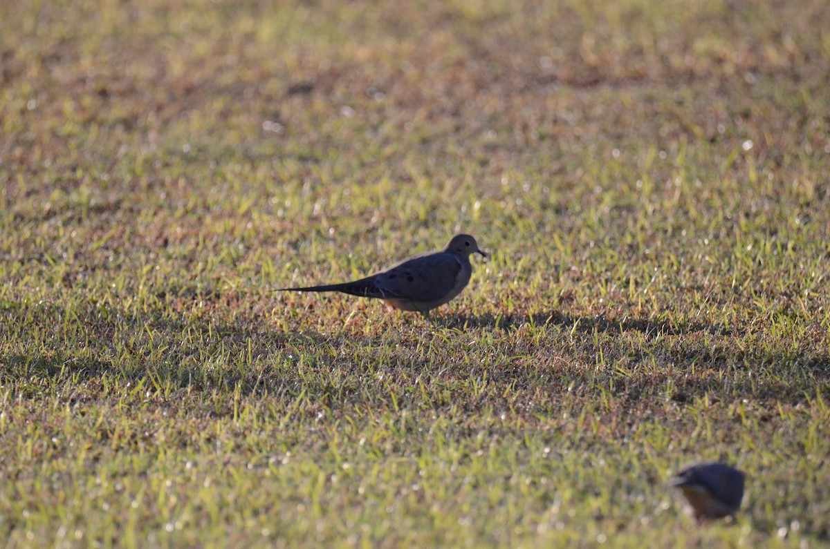 hrdlička karolínská - ML647018950