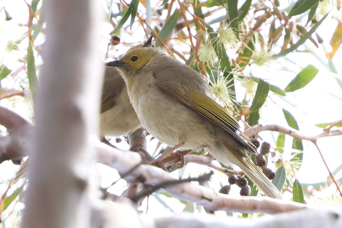 hvitsmykkehonningeter - ML647018959