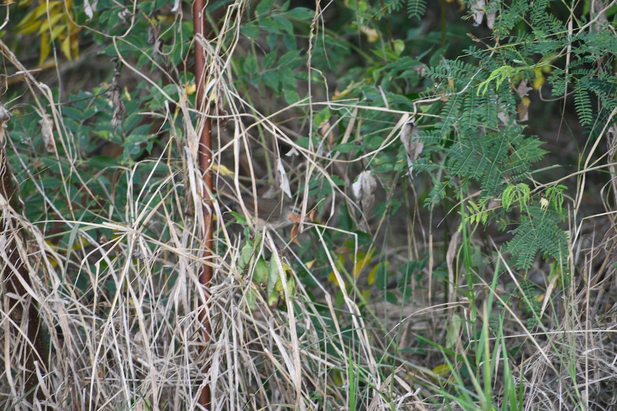 Manchurian Bush Warbler - ML647018964