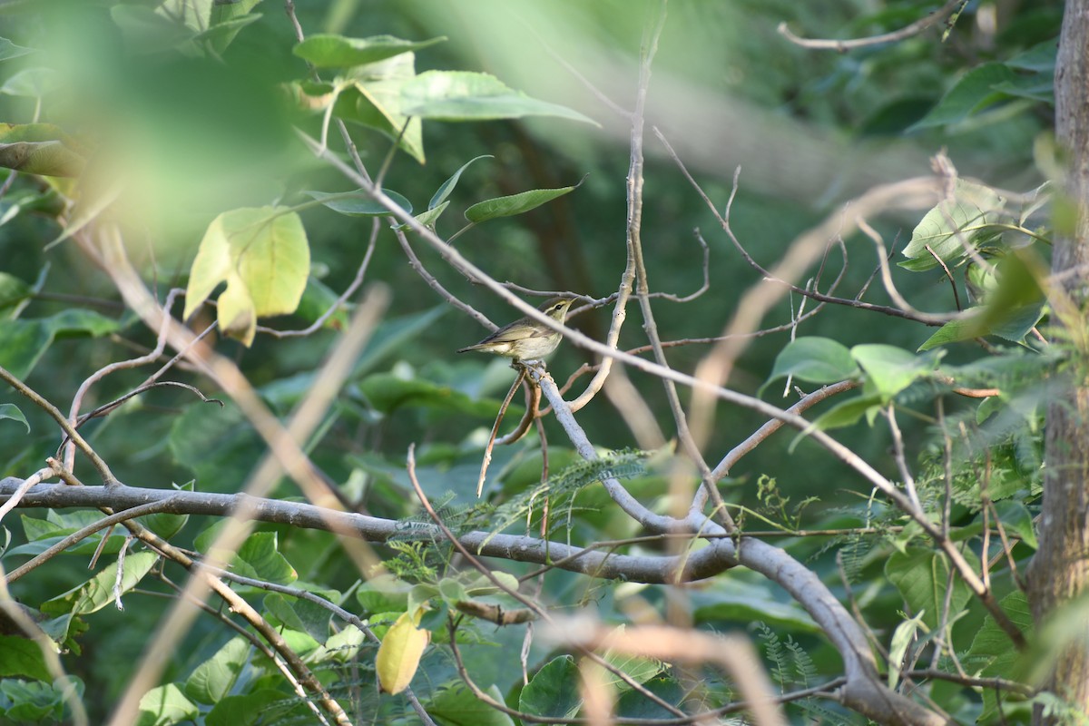 Arctic Warbler - ML647018969