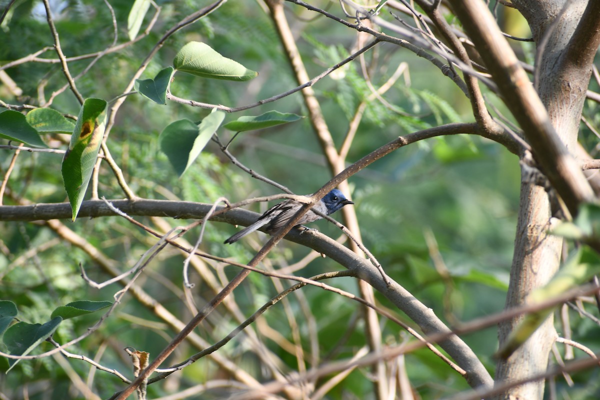 Black-naped Monarch - ML647018970