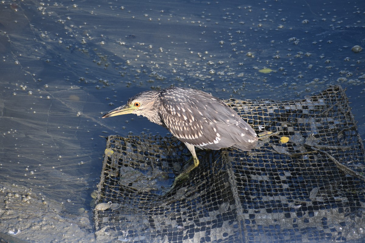 Black-crowned Night Heron - ML647018977