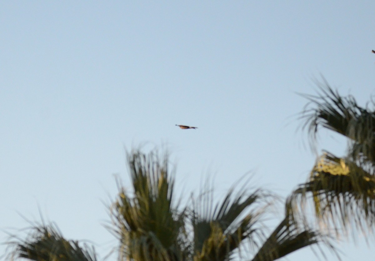 moták severoamerický - ML647018984