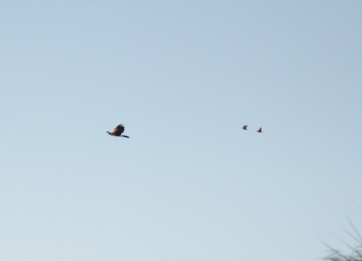 moták severoamerický - ML647018985