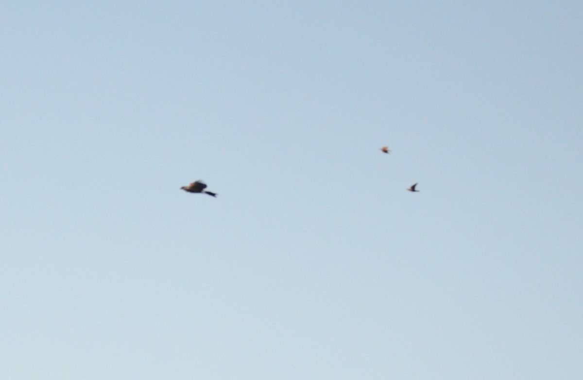 moták severoamerický - ML647018986