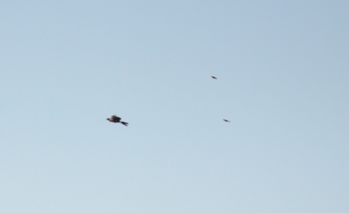 moták severoamerický - ML647018987