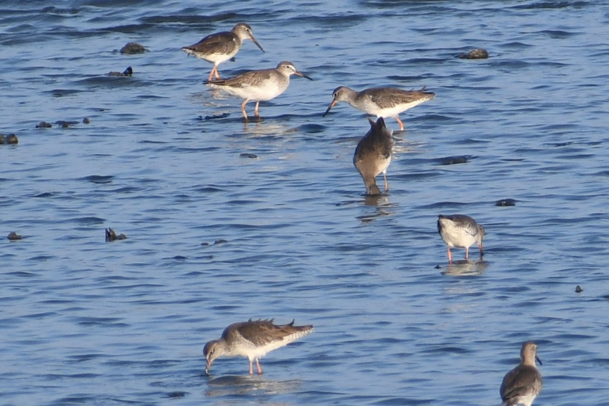 Common Redshank - ML647018993