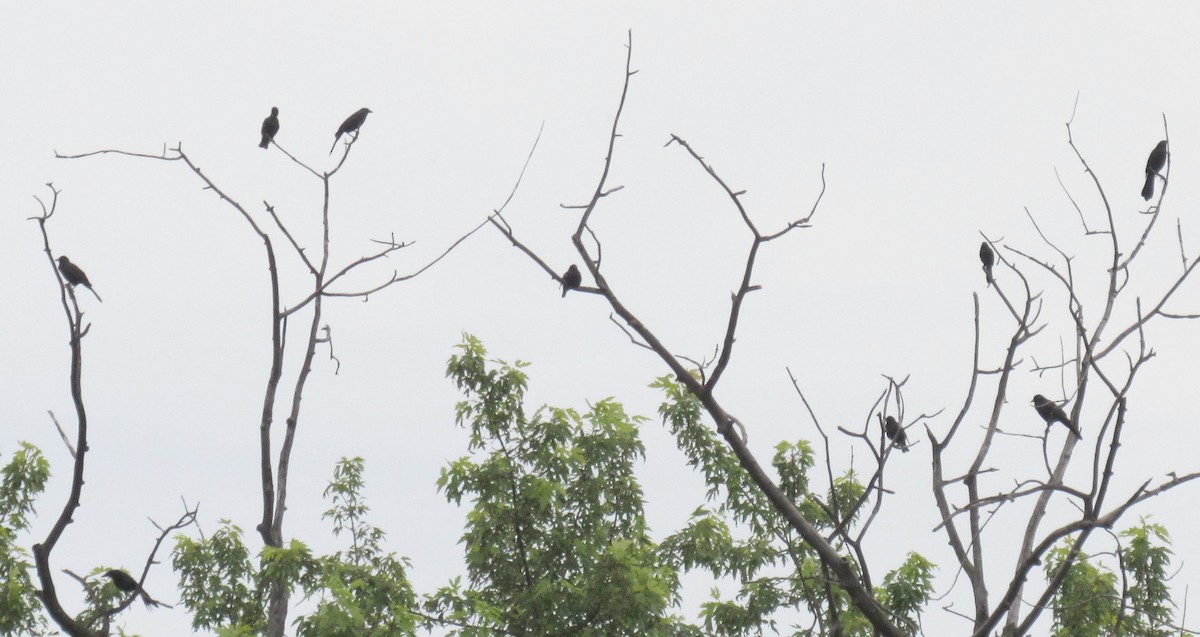 špaček obecný - ML647019009